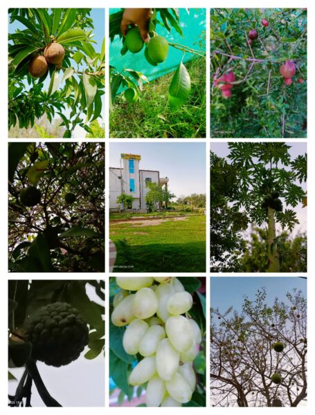 Paras International School