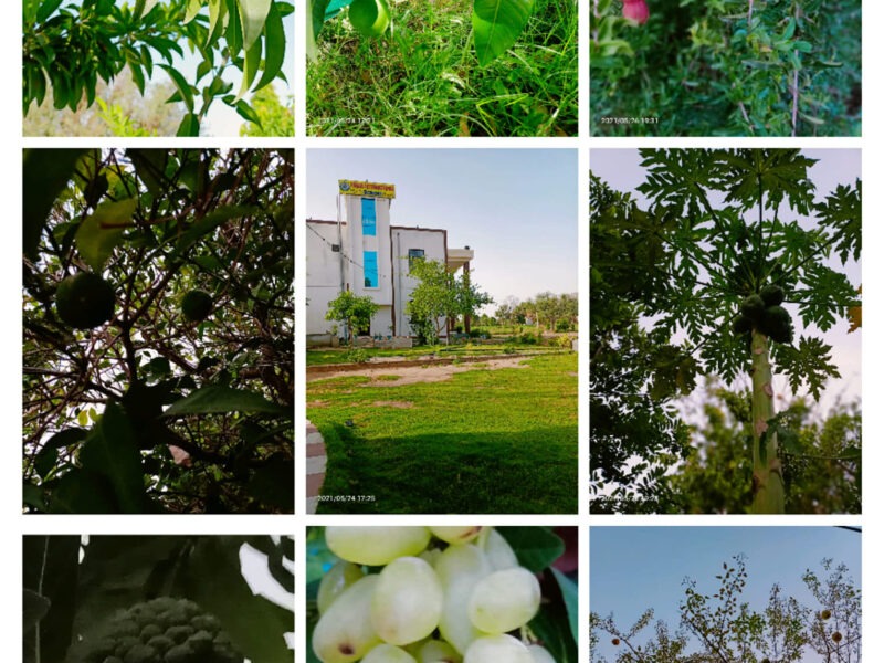 Paras International School